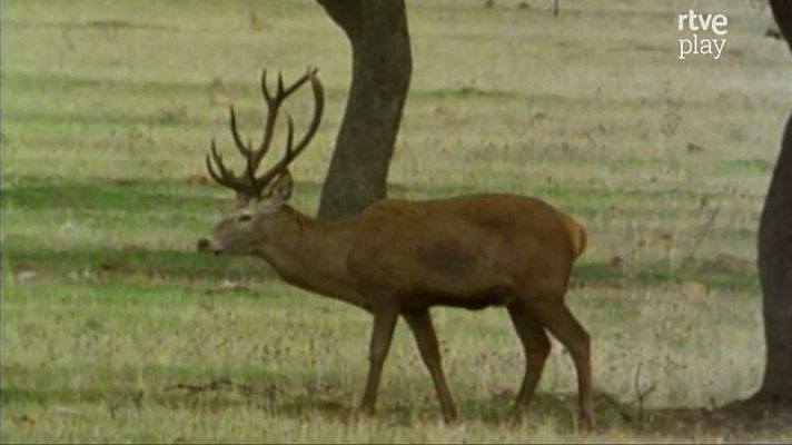 La España salvaje - Otoño (II)
