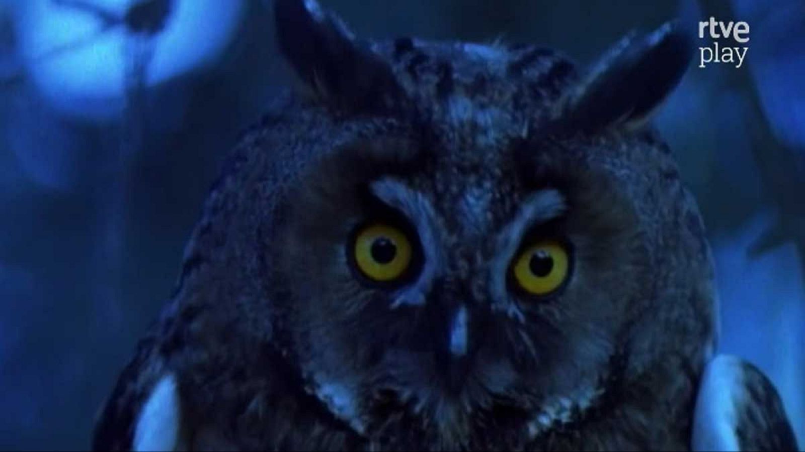 La España salvaje - Caminos de la naturaleza española - La España salvaje | Ver