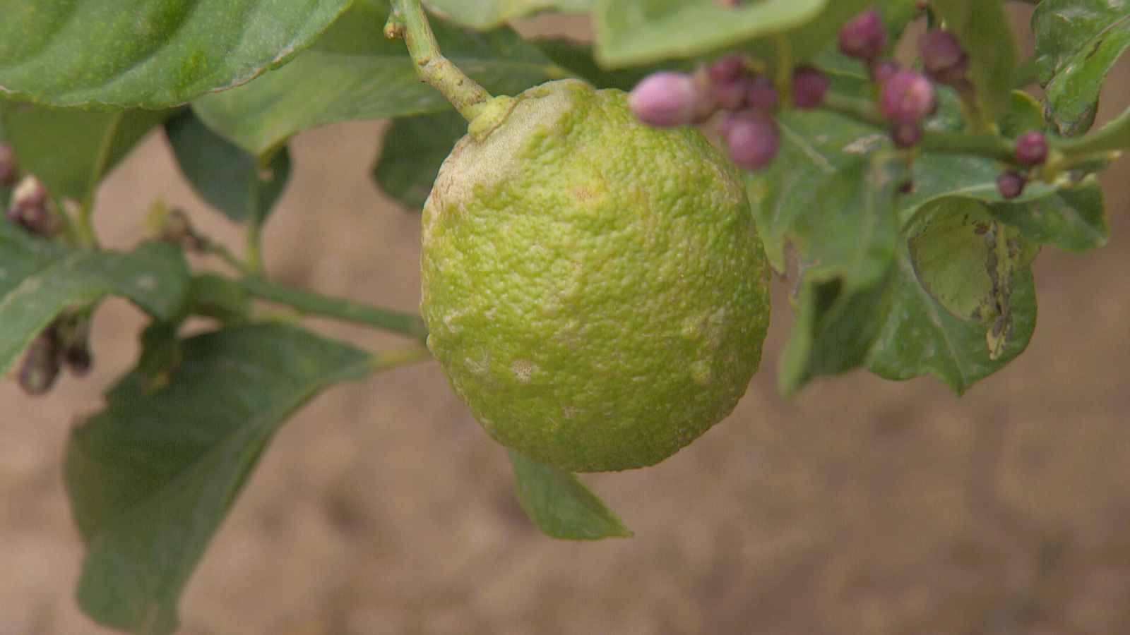 Más de 6.000 hectáreas afectadas en la Región de Murcia por la plaga del pulgón - Noticias Murcia | Ver