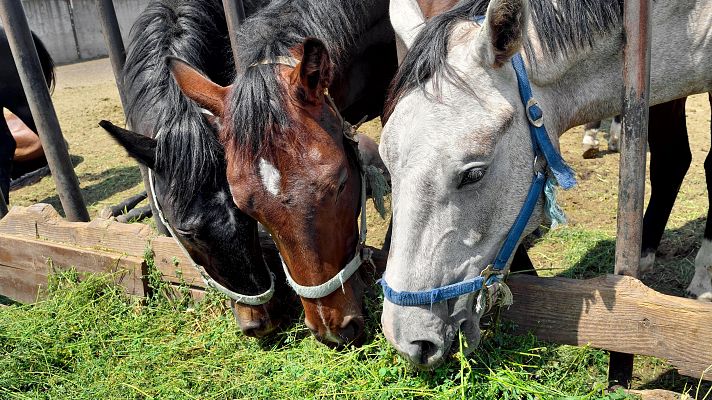 Telediario 1 - La guerra de Irán bloquea las exportaciones españolas de alfalfa