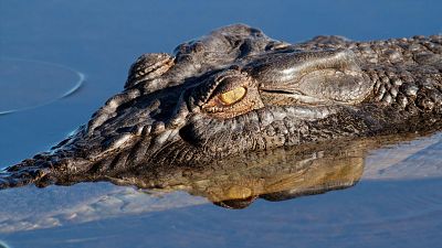 Tecnolog�a animal - Episodio 8: Cocodrilos - Tecnolog�a animal | Ver