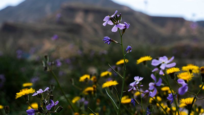 El tiempo hoy 12 de marzo en España: suben las temperaturas - El tiempo | Ver