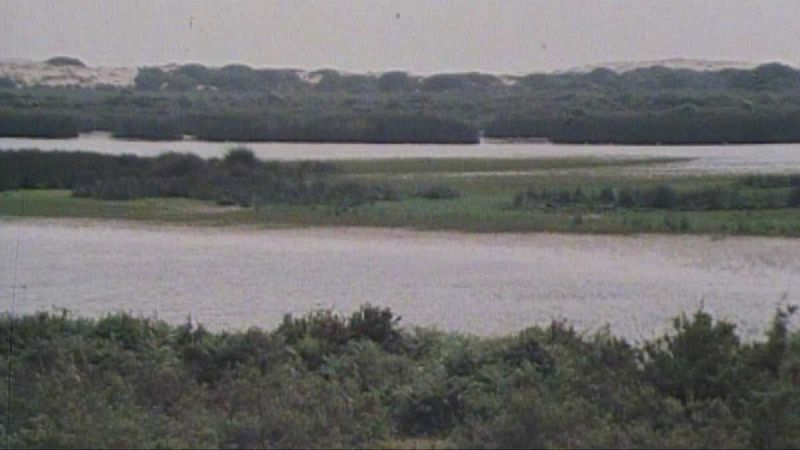 En la naturaleza - Las desembocaduras. R�as y Do�ana (I) - En la naturaleza | Ver