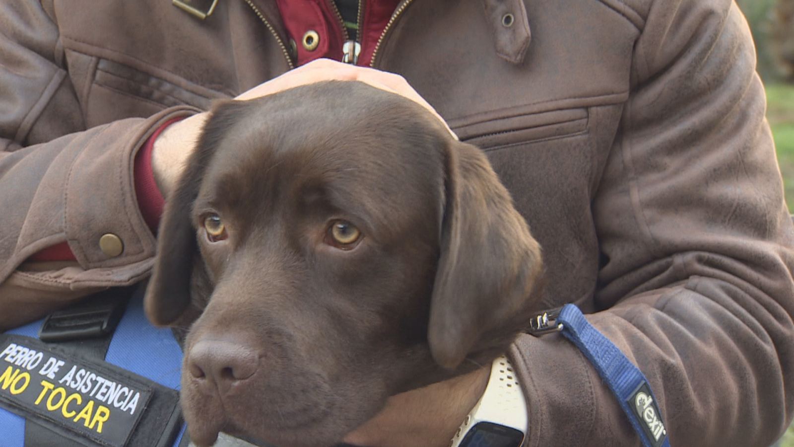 Hugo, primer perro para menores con TEA en la Región de Murcia - Noticias Murcia | Ver