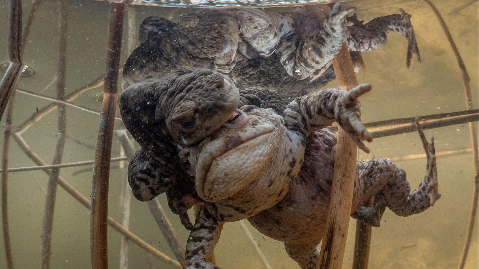 Mares en movimiento - Episodio 3: Los milagros del Báltico - Mares en movimiento | Ver