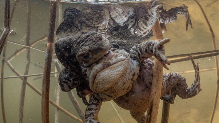 Mares en movimiento - Los milagros del Báltico