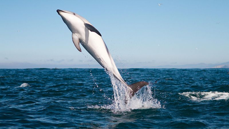 Tecnolog�a animal - Episodio 9: Delfines - Tecnolog�a animal | Ver