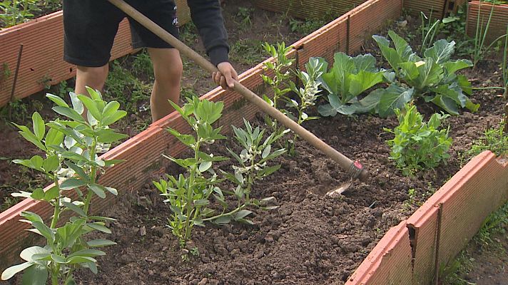 TeleCantabria - 'Siembra vida', el proyecto que planta la semilla ecologista en los colegios cántabros