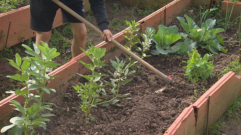 'Siembra vida', el proyecto que planta la semilla ecologista en los colegios - TeleCantabria | Ver