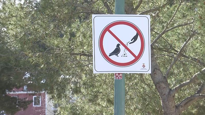 Sobrepoblació de coloms a Ciutadella: s'estima que n'hi ha més de 10.000