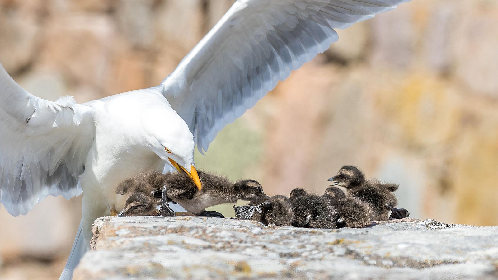 Mares en movimiento - Episodio 4: Los mundos ocultos del Báltico - Mares en movimiento | Ver