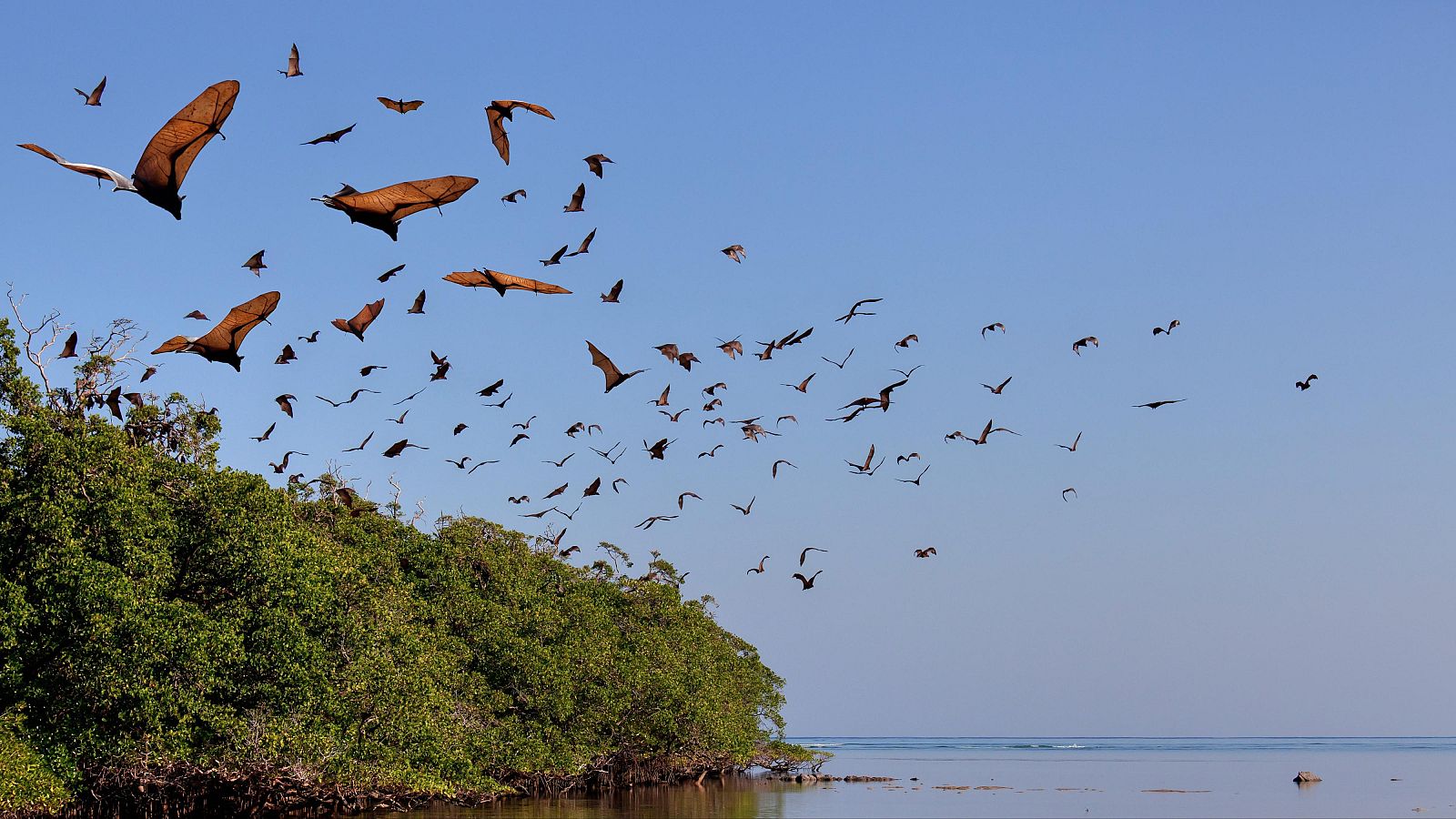 Tecnología animal - Episodio 10: Murciélago - Tecnología animal | Ver