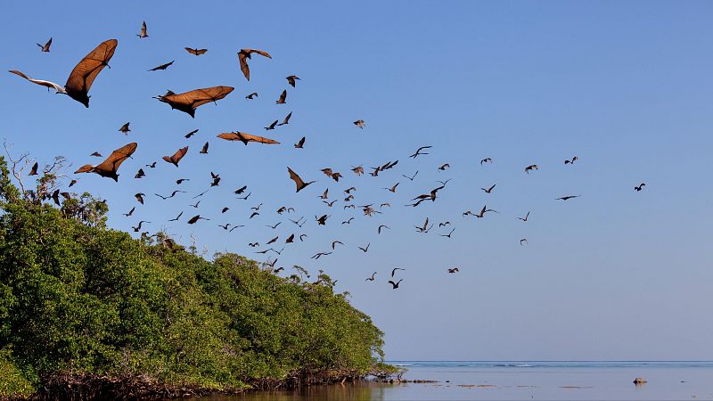 Tecnolog�a animal - Episodio 10: Murci�lago - Tecnolog�a animal | Ver