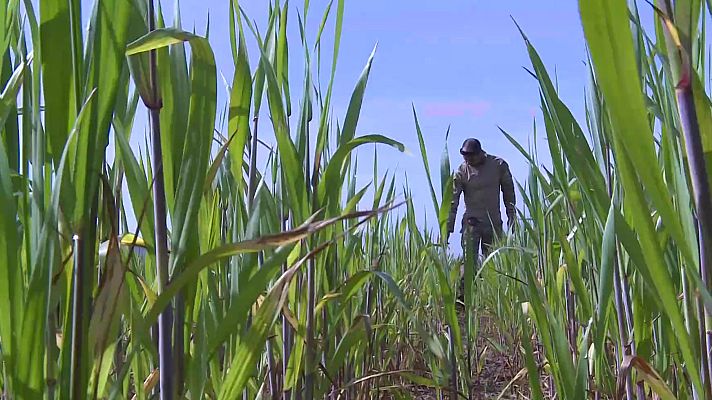 Agrosfera - Agrosfera - 14/03/26