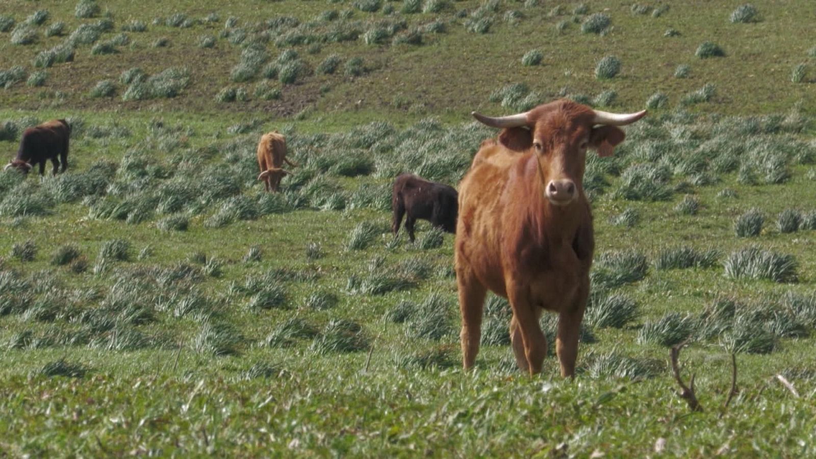 Tendido Cero - 14/03/26 - Tendido cero | Ver