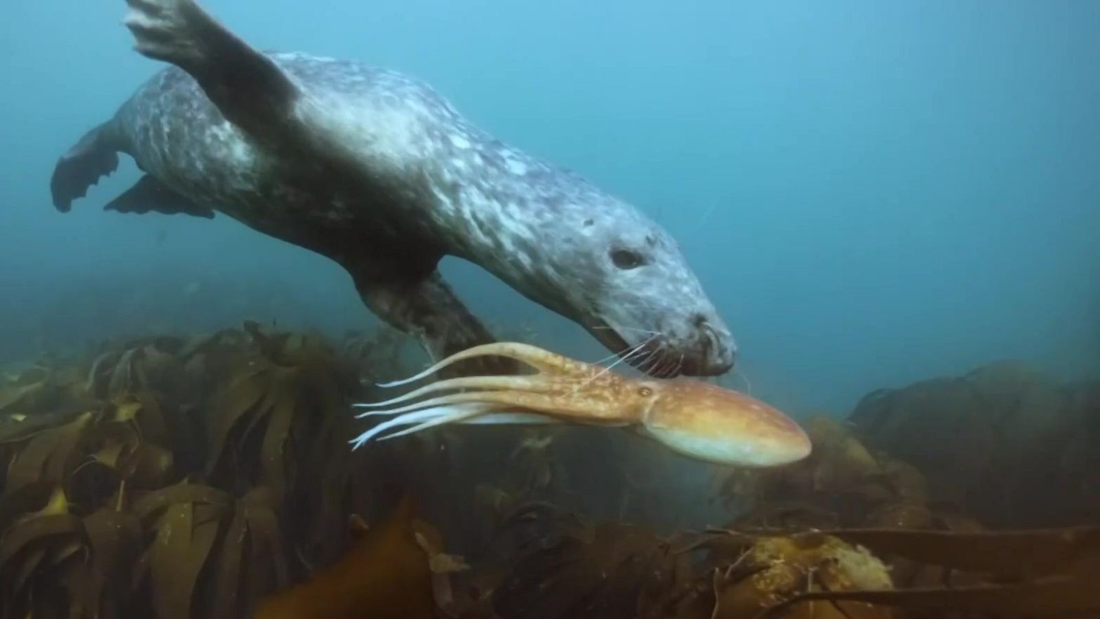 Grans Documentals - Mars en moviment: Les meravelles del Mar del Nord - Veure ara