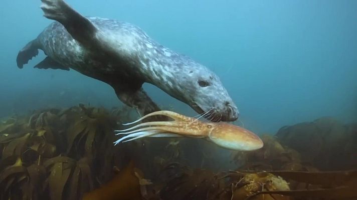 Som Documentals - Mars en moviment: Les meravelles del Mar del Nord