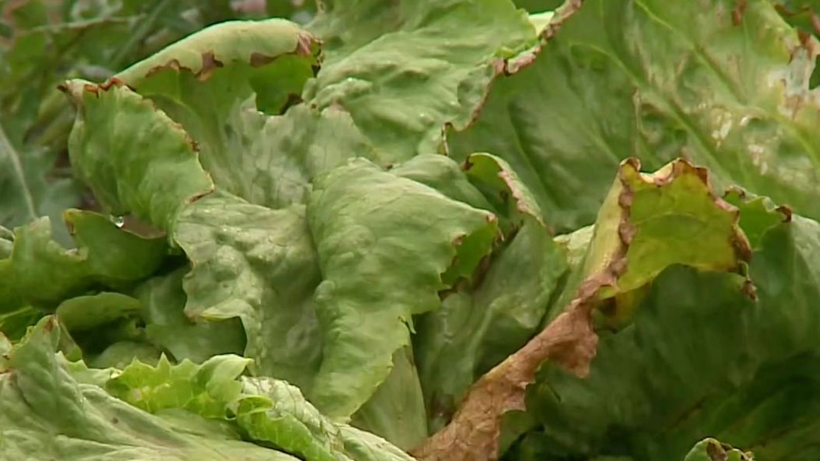 Los pulgones arrasan las cosechas de brócoli y lechuga - Directo al grano | Ver