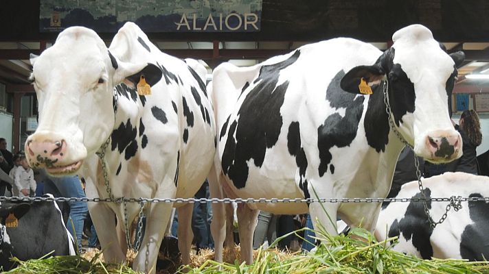 Informatiu Balear - El producte local es reivindica a la Fira del Camp d'Alaior