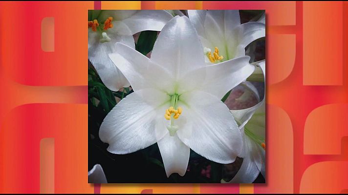 Saber y ganar - Saber y ganar - 16/03/26