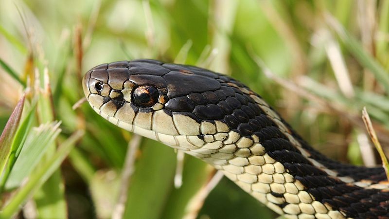 Tecnolog�a animal - Episodio 11: Serpientes - Tecnolog�a animal | Ver