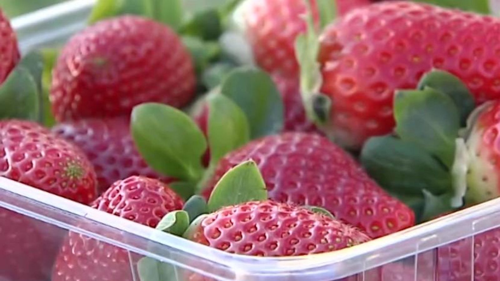 'Directo al grano': Se dispara el precio de las fresas - Directo al grano | Ver