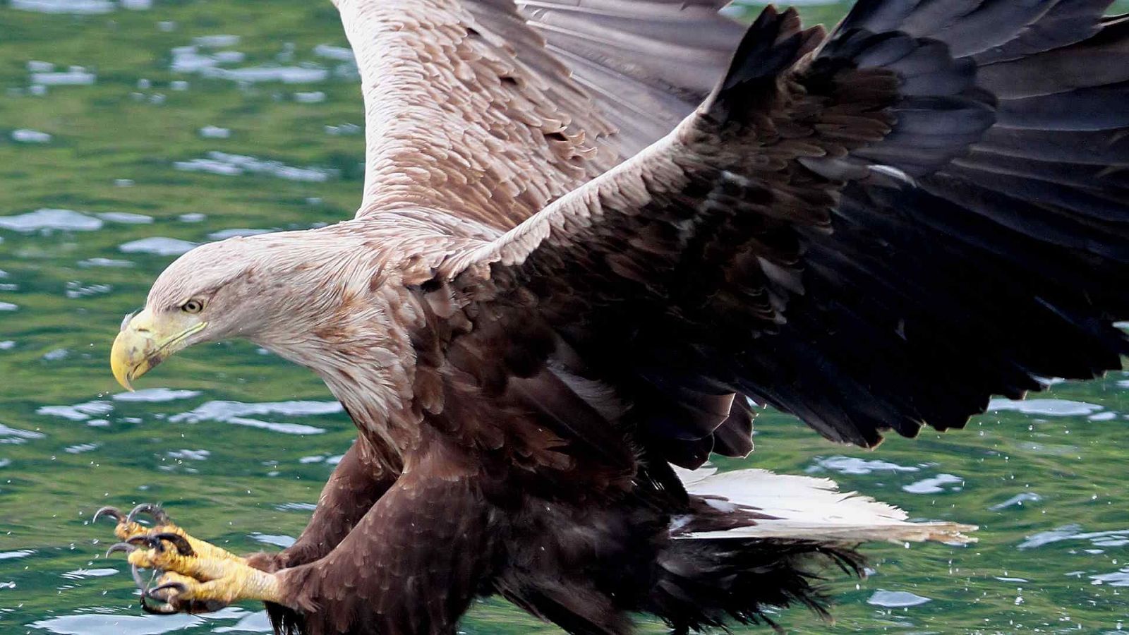 Tecnología animal - Episodio 12: Aves de presa - Tecnología animal | Ver