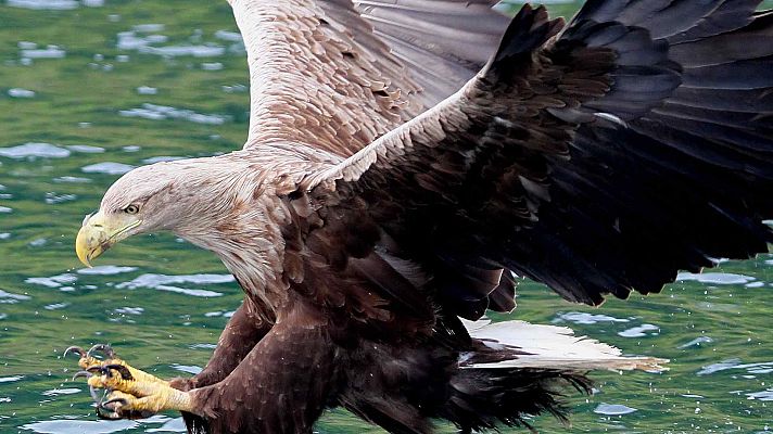 Tecnología animal - Aves de presa