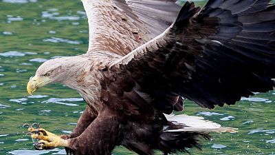 Tecnolog�a animal - Episodio 12: Aves de presa - Tecnolog�a animal | Ver