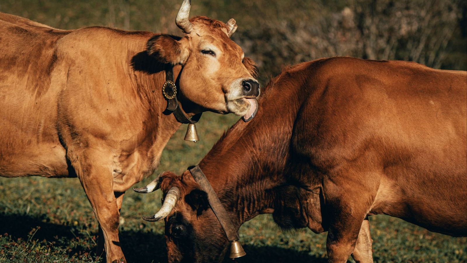 Cencerros digitales: una tecnología para geolocalizar y analizar al ganado en remoto - Telediario 2 | Ver