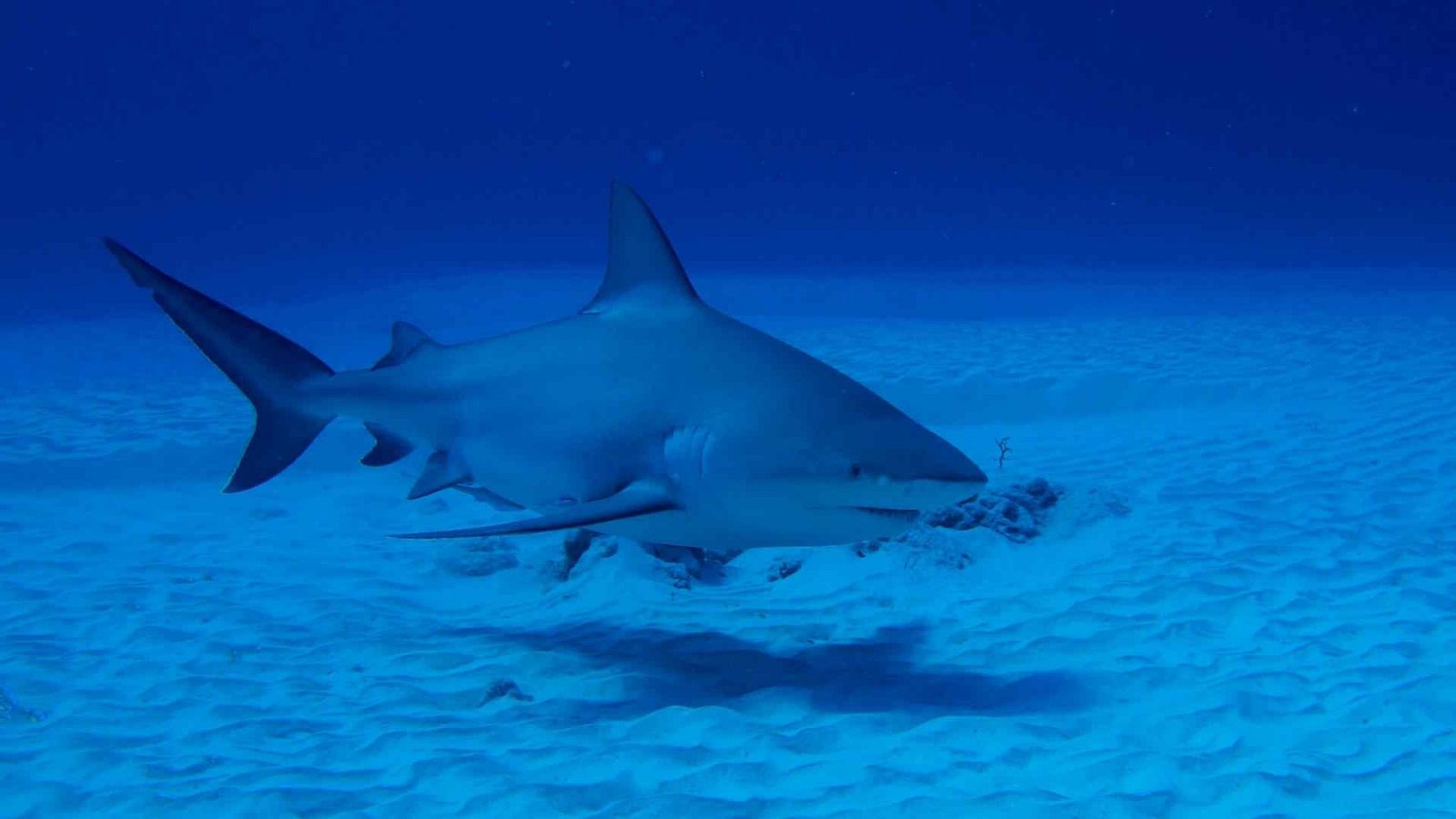 Depredadores letales - Episodio 1: Tiburón - Depredadores letales | Ver