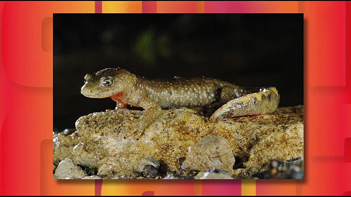 Saber y ganar - Saber y ganar - 19/03/26