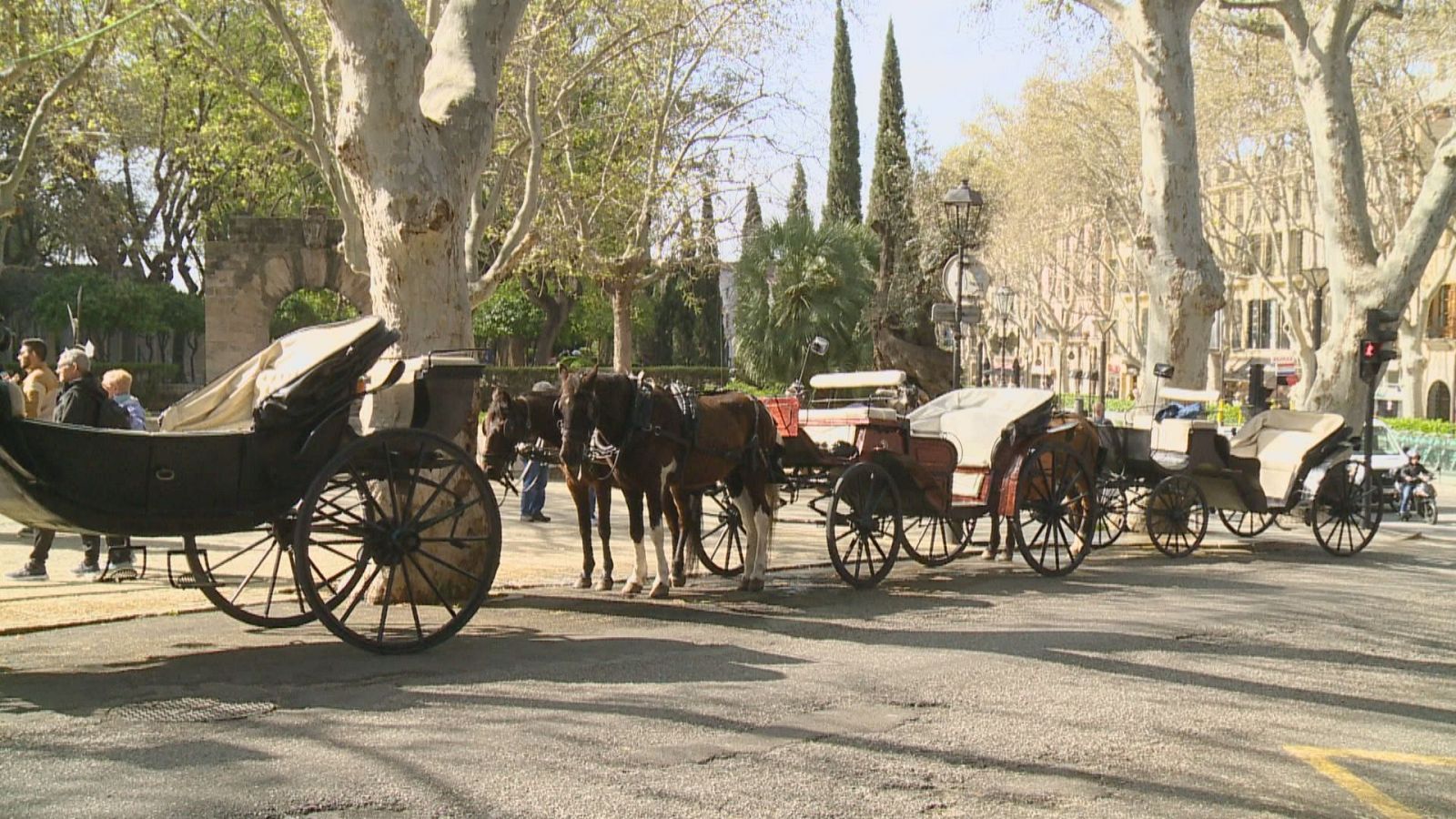 Adeu a les galeres de cavalls a Palma: Cort les substituirà per elèctriques