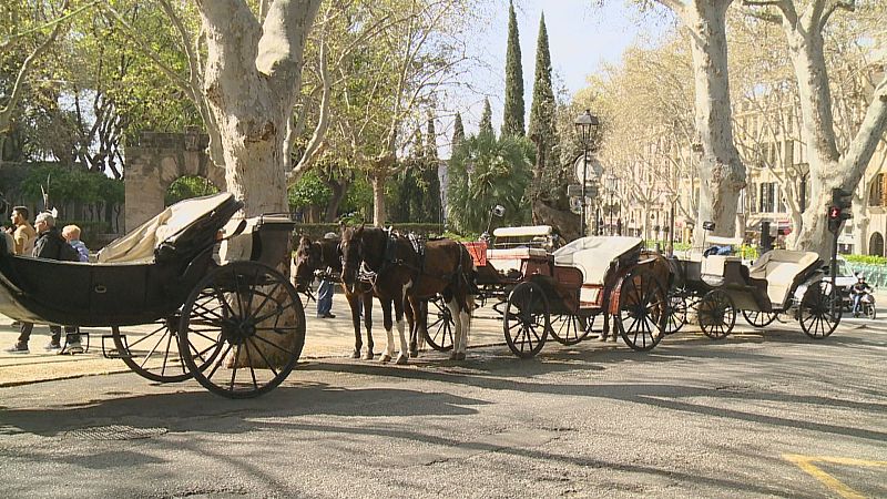 Adeu a les galeres de cavalls a Palma: Cort les substituirà per elèctriques