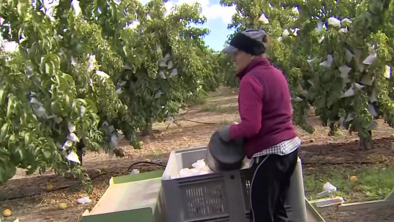 25.000 personas trabajarán esta temporada en la recogida de la fruta - Noticias Aragón | Ver