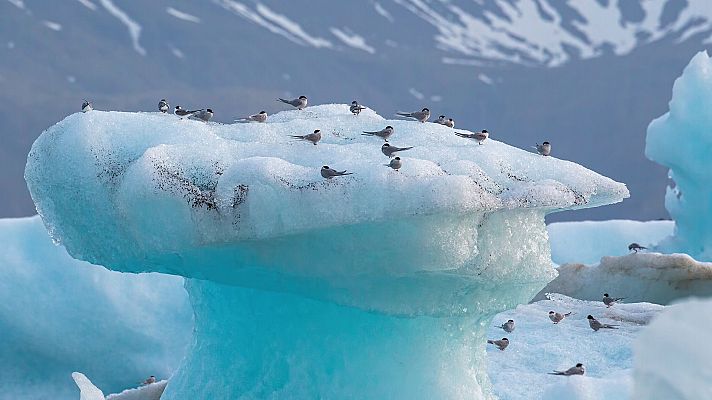 Un paisaje helado muestra un iceberg principal con forma de hongo, rodeado de otros icebergs y montañas nevadas, con aves posadas. La luz difusa crea una atmósfera fría y serena.
