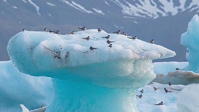 Islandia. El despertar de la vida