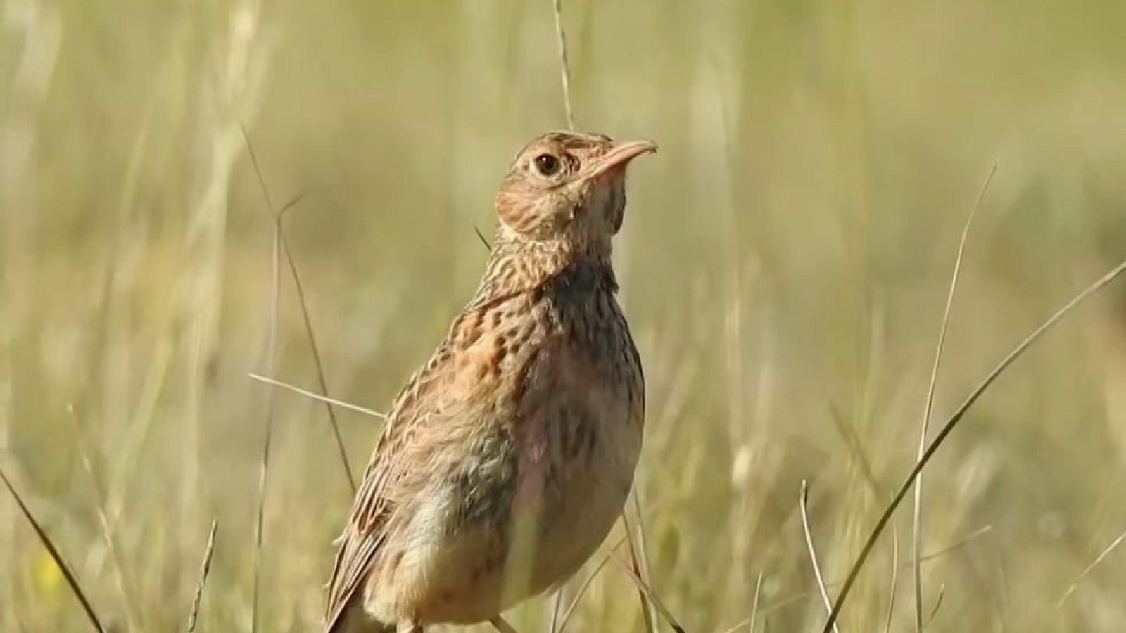 Objetivo Planeta - Alondra Ricoti, el fantasma del páramo - Objetivo Planeta | Ver
