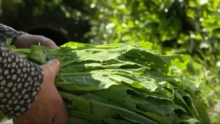Telediario Fin de Semana - Travesía por la ruta del grelo, protagonista de la gastronomía gallega