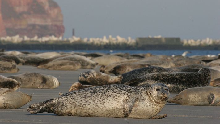 Somos Documentales - Focas. Unos mamíferos con mucho carácter