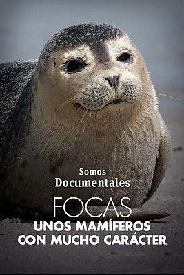 Focas. Unos mamíferos con mucho carácter