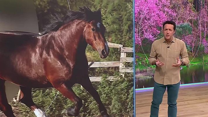 Aquí la Terra - Cavalls, escarabat, peix