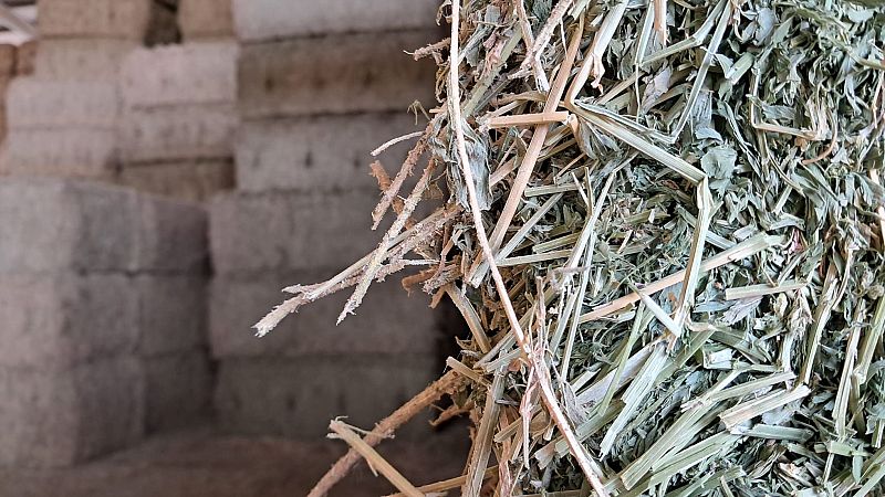 La guerra de Irán bloquea la exportación de forraje a Oriente Medio - Noticias de Castilla y León | Ver