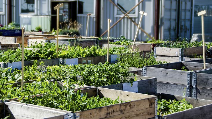 Noticias de Castilla-La Mancha - Aumenta el interés para optar a un huerto social en Cuenca