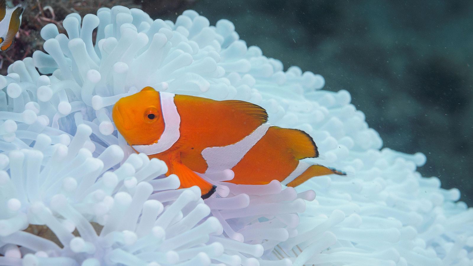 Lugares indómitos. La gran barrera de coral - Episodio 1: Primavera - Lugares indómitos. La gran barrera de coral | Ver