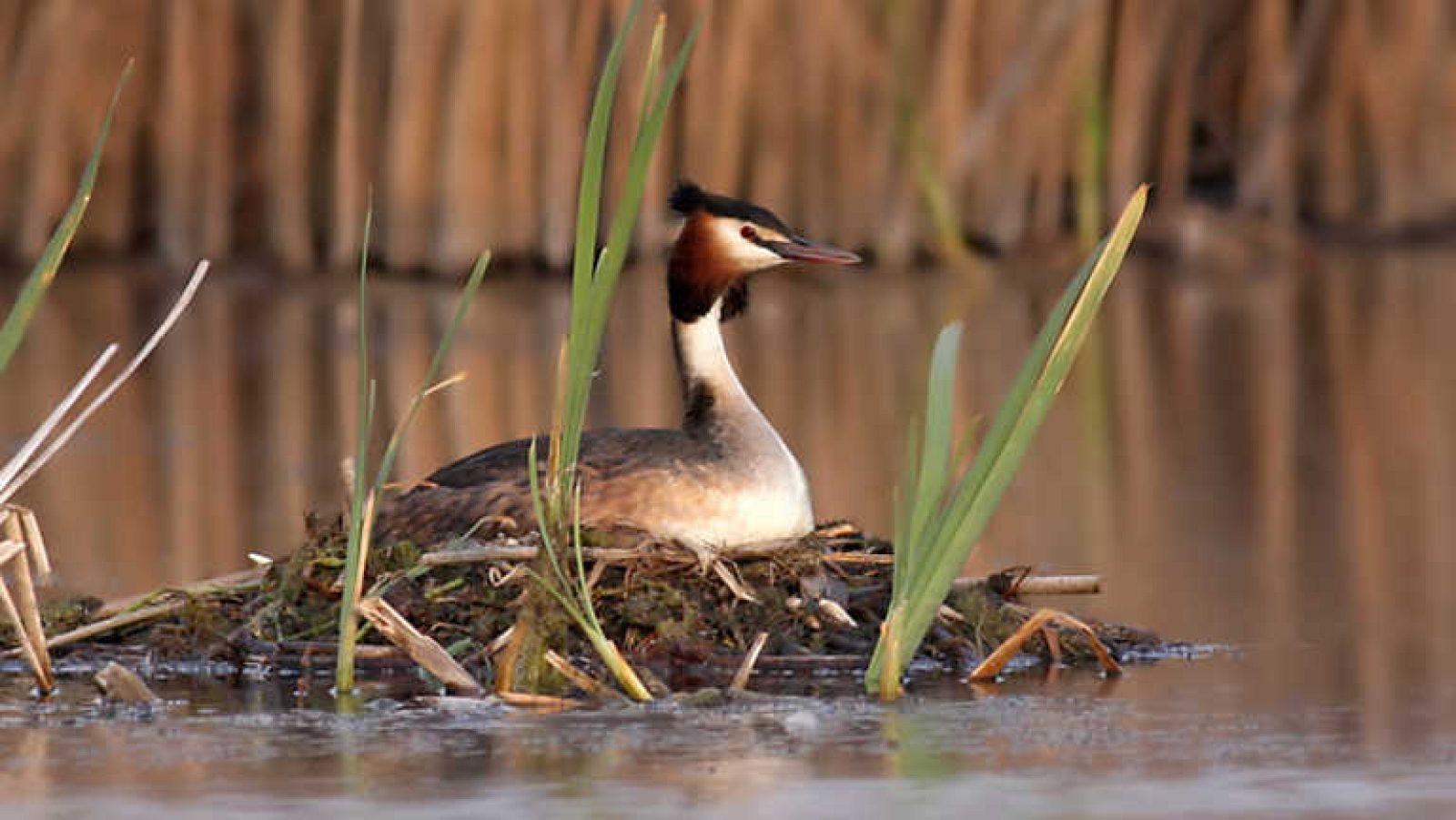 Grandes documentales - La vida en el Cañaveral - ver ahora