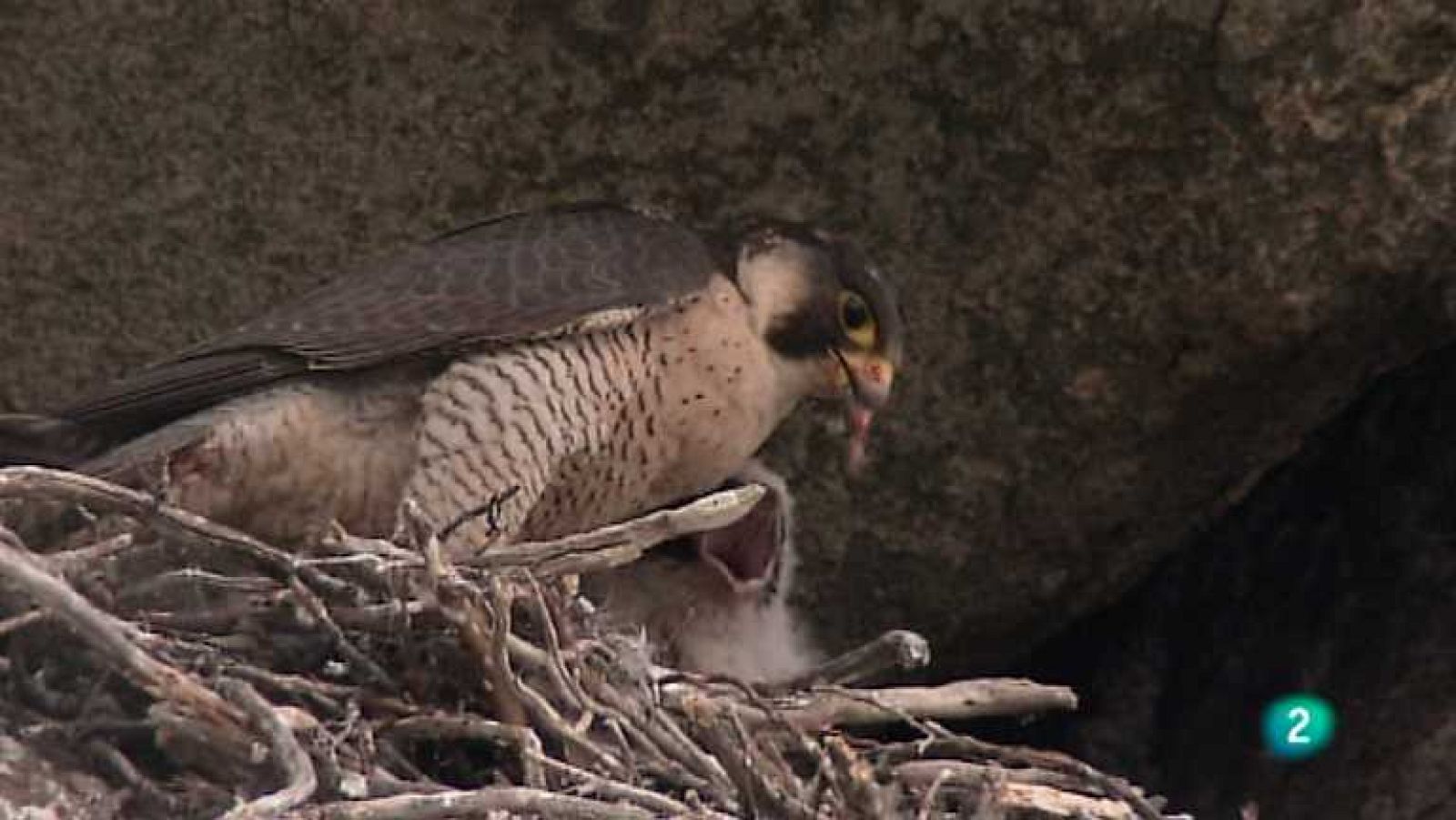 Biodiario - 25/02/13 - ver ahora
