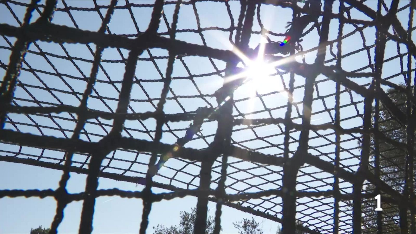 Les tècniques dels Agents Rurals per capturar senglars