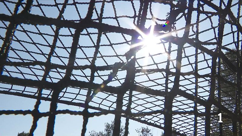 Les tècniques dels Agents Rurals per capturar senglars