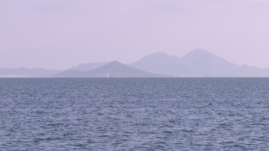 Roban un millar de ostras de un proyecto cient�fico del Mar Menor